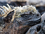 Marine Iguana Head (Amblyrhynchus Cristatus)  Galapagos Islands  Ecuador