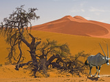 Oryx  Oryx Gazella  in Sossusvlei Sand Dunes Near Skeletal Camelthorn Trees  Acacierioloba