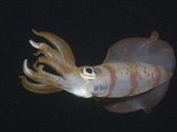 Bigfin Reef Squid (Sepioteuthis Lessoniana)  Nuweiba  Sinai  Red Sea  Egypt