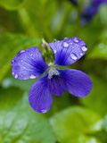 Marsh Blue Violet (Violcucullata)