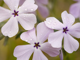 Longleaf Phlox Flowers (Phlox Longifolia)  Columbia River Gorge  Oregon  USA
