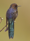 Blue-Mantled Thornbill (Chalcostigma Stanleyi) Perched on a Branch in Cajas National Park