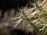 Pencil Cactus (Opuntia Ramosissima)  Joshua Tree National Park  California  Mojave Desert  USA