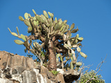 Prickly Bear Cactus (Opuntia Helleeri)  Tower Island  Galapagos Islands  Ecuador