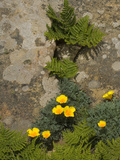 Western Bracken Fern (Pteridium Aquilinum) and California Poppies (Eschscholzicalifornica) Salt