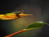 Praying Mantis on a Heliconia Flower  Costa Rica