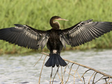 Anhinga Drying its Wings  Costa Rica