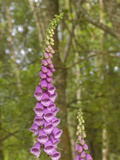 Foxglove Flowers (Digitalis Purpurea)