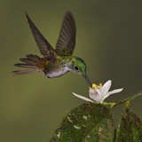Andean Emerald Hummingbird (Amazilia Franciae) Feeding at a Flower While Flying