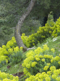 Euphorbia Flowers Growing on the Hillside
