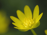 Lesser Celandine or Buttercup Flower (Ranunculus Ficaria)  Scotland