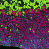 Synapses (Cyan) onto Purkinje Neurons (Red) and DNA (Green)  Multiphoton Fluorescence