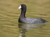 American Coot (Fulica Americana) on a Pond in Victoria  British Columbia  Canada