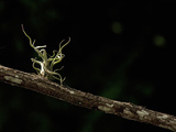 Tillandsia Bromeliad on Branch in Rainforest