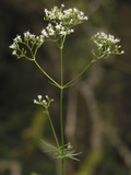 Common Valerian (Valeriana Officinalis)  Scotland  UK