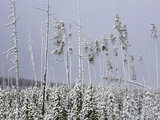Young and Dead Lodgepole Pines  Norris Geyser Basin  Yellowstone National Park  Wyoming  USA