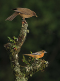 Female Baltimore or Northern Oriole (Icterus Galbula)