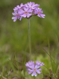 Bird's-Eye Primrose Flower (Primula Farinosa)  Tyrol  Austria