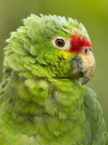 Red Lored Amazon Parrot (Amazona Autumnalis Autumnalis)  Costa Rica
