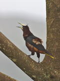 Chestnut-Headed Oropendola Calling  Costa Rica