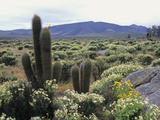 Spring Flowers in the Desert North of Santiago  Chile