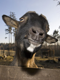 Domestic Goat (Capra Hircus) Looking over a Fence