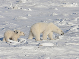 Polar Bear (Ursus Maritimus) Sow Walking with Two Cubs on Ice  Churchill  Manitoba  Canada