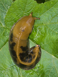 Banana Slug on Leaf  Ariolimax Columbianusn Gulch State Park