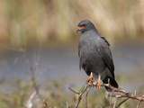 Snail Kite Male Perched