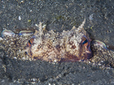 Veined Octopus (Octopus Marginatus) Buried in the Muck with Only its Eyes Showing  Sulawesi