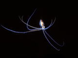 This Pelagic Octopus Is No More That Five Inches Across
