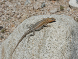 Male Side-Blotched Lizard Sunning (Uta Stansburiana)  Joshua Tree National Park  Mojave Desert