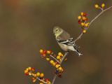 American Goldfinch in Winter Plumage