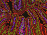 Intestine Section with Prominently Stained Epithelial Cells Comprising the Intestinal Villi