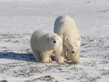 Polar Bear (Ursus Maritimus) Pair Walking on Ice  Churchill  Manitoba  Canada