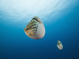 Nautilus  (Nautilus Pompilius)  Great Barrier Reef  Australia