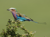 Lilac-Breasted Roller  Coracias Caudata  Serengeti National Park  Tanzania  Africa