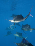 Atlantic Sailfish (Istiophorus Albicans) Hunting Sardines  Isla Mujeres  Yucatan Peninsula Sea