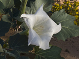 Jimson Weed (Datura Wrightii) Red Rock Canyon National Conservation Area  Nevada  Mojave Desert