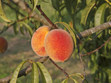 Peaches Ripening on the Tree (Prunus Persica)