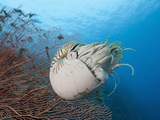 Chambered Nautilus (Nautilus Belauensis) Near a Sea Fan  Micronesia  Palau