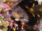 Blackcheek Moray Eel (Gymnothorax Breedeni) and a School of Anthias (Luzonichthys Waitei)