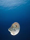 Nautilus (Nautilus Pompilius)  Great Barrier Reef  Australia