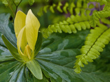 Yellow Trillium (Trilleum Luteum) Great Smoky Mountains Np