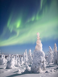 Aurora Borealis or Northern Lights over a Snow-Loaded Boreal Taigforest of Black Spruce Trees