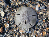 Sand Dollar Bleached Skeleton on Beach (Mellita Quinquiesperforata)  South Carolina  USA