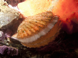 Giant Rock Scallop (Crassadoma Gigantea)