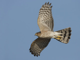 Sharp-Shinned Hawk Adult in Flight