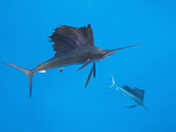 Atlantic Sailfish (Istiophorus Albicans)  Isla Mujeres  Yucatan Peninsula  Caribbean Sea  Mexico