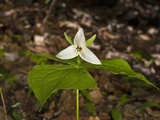 Sweet White Trillium Flower (Trillium Simile)  Great Smoky Mountains National Park  Tennessee  USA